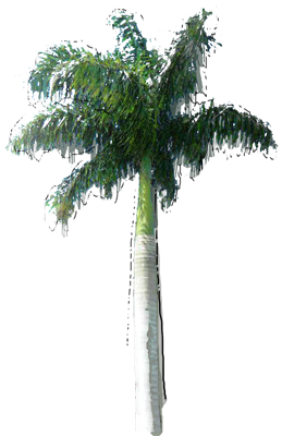 Royal Palm